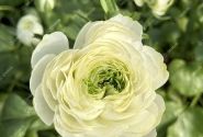 Ranunculus asiaticus Romance Montenvers
