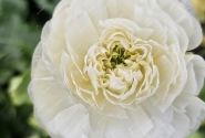 Ranunculus asiaticus Romance Montenvers