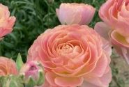 Ranunculus asiaticus Romance Nohant