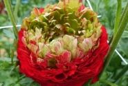 Ranunculus asiaticus Romance Odon