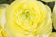 Ranunculus asiaticus Romance Quimper