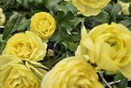 Ranunculus asiaticus Romance Quimper