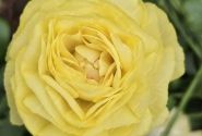 Ranunculus asiaticus Romance Quimper