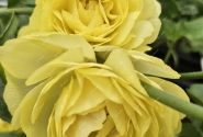 Ranunculus asiaticus Romance Quimper