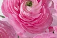 Ranunculus asiaticus Romance Rosy Cheeks