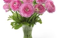 Ranunculus asiaticus Romance Rosy Cheeks