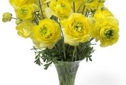 Ranunculus asiaticus Romance St. Tropez