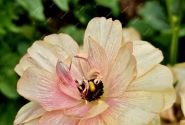 Ranunculus asiaticus Butterfly Hestia