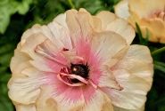 Ranunculus asiaticus Butterfly Hestia