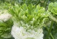 Ranunculus asiaticus Romance  Crown Giverny