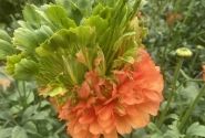 Ranunculus asiaticus Romance Crown Nervion