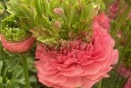 Ranunculus asiaticus Romance Crown Sisteron