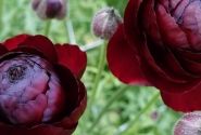 Ranunculus asiaticus Romance Perigord