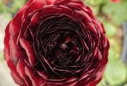 Ranunculus asiaticus Romance Perigord