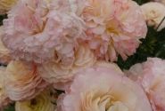 Ranunculus asiaticus Romance Plage