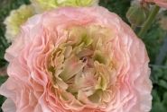 Ranunculus asiaticus Romance Plage