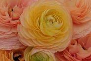 Ranunculus asiaticus Romance Salerno