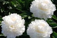 Paeonia lactiflora White Frost