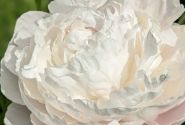 Paeonia lactiflora White Frost