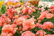 Ranunculus asiaticus Romance Buzet
