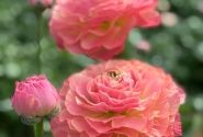 Ranunculus asiaticus Romance Buzet