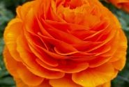 Ranunculus asiaticus Romance Digne