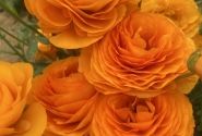 Ranunculus asiaticus Romance Digne