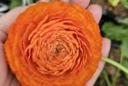 Ranunculus asiaticus Romance Digne