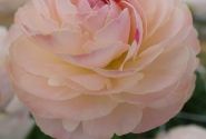 Ranunculus asiaticus Romance Ferrand