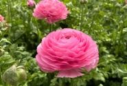 Ranunculus asiaticus Romance Lousie