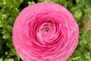 Ranunculus asiaticus Romance Lousie