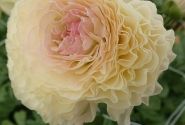 Ranunculus asiaticus Romance Morvan