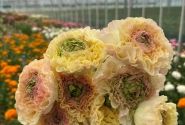 Ranunculus asiaticus Romance Morvan
