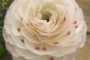 Ranunculus asiaticus Romance Orleans
