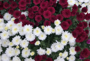 Chrysanthemum multiflora