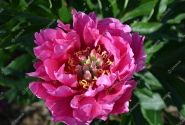 Paeonia intersectional Belle Toulousaine 3/5