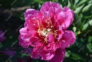 Paeonia intersectional Belle Toulousaine 3/5