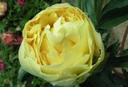 Paeonia intersectional Duchesse de Lorraine 3/5