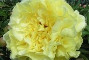 Paeonia intersectional Duchesse de Lorraine 3/5