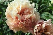 Paeonia intersectional Dance du Feu 3/5