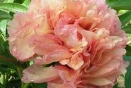 Paeonia intersectional Dance du Feu 3/5