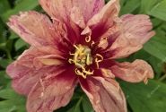 Paeonia intersectional Dance du Feu 3/5