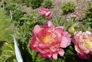 Paeonia intersectional New Millenium 3/5