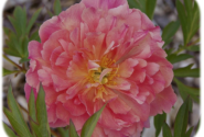 Paeonia intersectional New Millenium 3/5