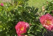 Paeonia intersectional New Millenium 3/5