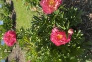 Paeonia intersectional New Millenium 5/+