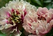 Paeonia intersectional Caroline Constabel 3/5