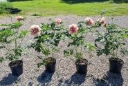 Paeonia intersectional Caroline Constabel 3/5