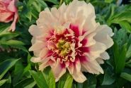 Paeonia intersectional Caroline Constabel 3/5
