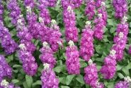 Matthiola incana Centum Violet